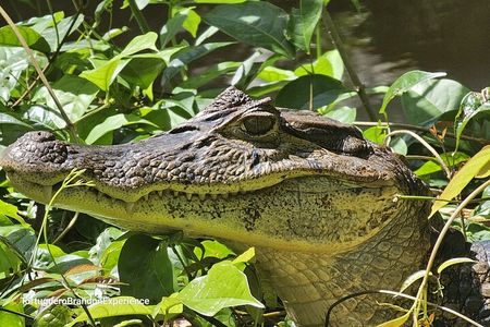Canoe tour in Tortuguero National Park