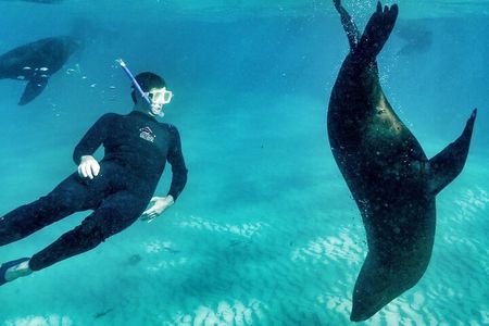 2 hour Seals & Seadragon Swim