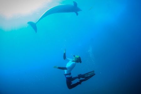 Swim with wild Dolphins and Seals Mornington Peninsula
