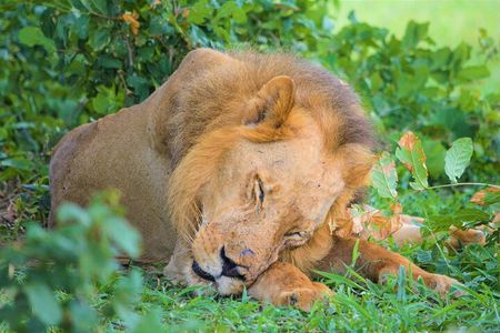 9 Days Selous Safari and Zanzibar Beach Holiday Tour