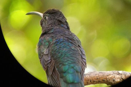 Curicancha Natural Walk 