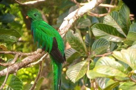 Natural History of the Cloud Forest 