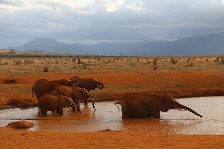 5 Days safari to Tsavo East, Tsavo West and Saltlick from Mombasa