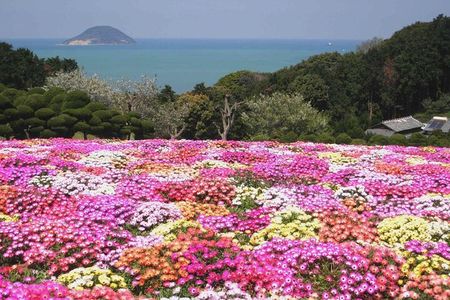 Colors of Japan, Fukuoka Nokonoshima Island Park & Wagyu BBQ