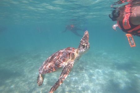 private snorkeling with Sea Turtles in Akumal
