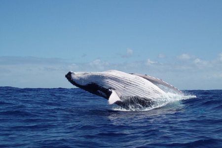 Whale watching in the calm of the peninsula with Tātahi tours