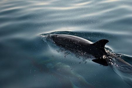 Dolphin Safari in Fažana
