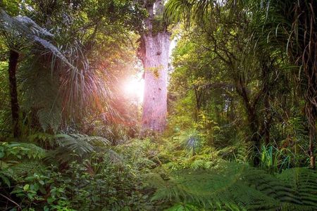 Small-Group Mystical Waipoua Forest Kauri Tour from Auckland