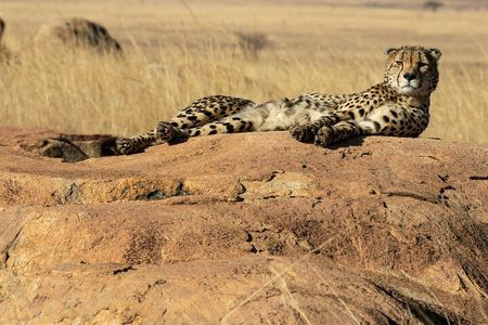 4 Days Lake Nakuru and Masai Mara Luxury Safari