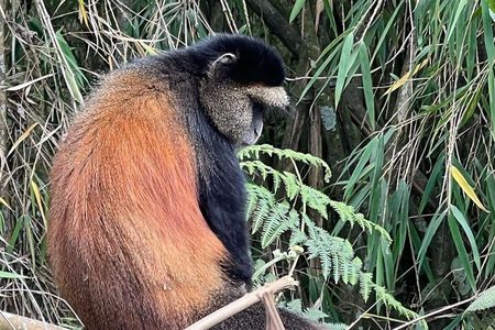 2 Days Rwanda Golden Monkey Trek & Mt Bisoke Hike Adventure