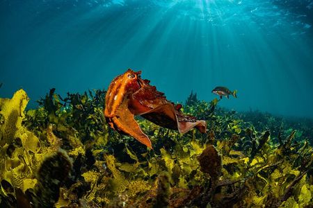 Guided Snorkeling Experience in Bondi