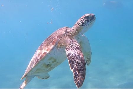 Scuba Puerto Rico | Private Certified Dive + Photos & Videos!