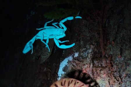 Monteverde Night Walk