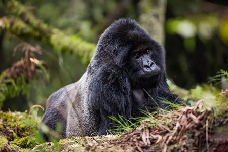 One Day Private Gorillas Tracking in Volcanoes National Park
