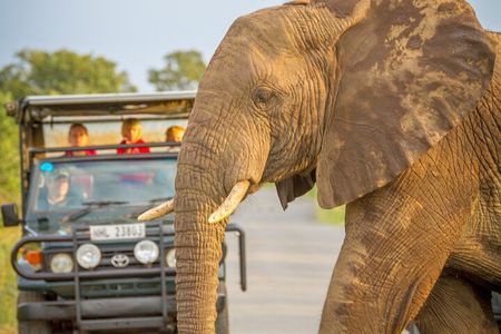 Hluhluwe-iMfolozi Park Exclusive Private Full Day Big 5 Safari 