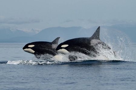 Full Day Whale Watching Campbell River