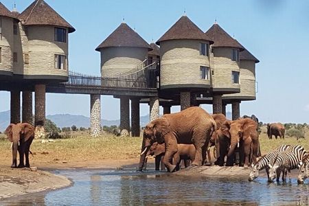OVERNIGHT SAFARI to SALT LICK LODGE from Mombasa or Diani