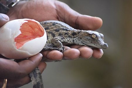 Crocodile Nature Park