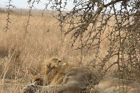 7 Days Tanzania Wild Life Safari Tour