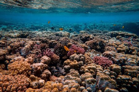 Snorkeling immersion in the wonders of Tahiti
