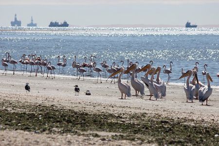 Pelican Point Guided Walk - offshore activity