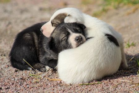 Life of the Husky, Kennel Tour and Husky Ride in Summer