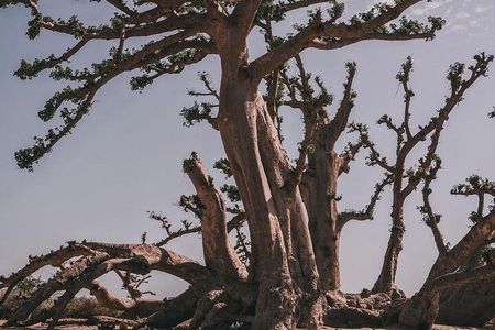 Quad tour of Somone Lagoon and Baobab Spider