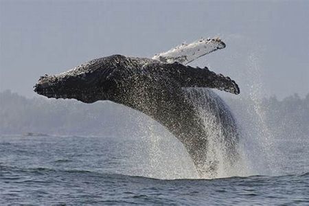 Whales Watching Hermanus Boat Trip and Private Wine Tour 