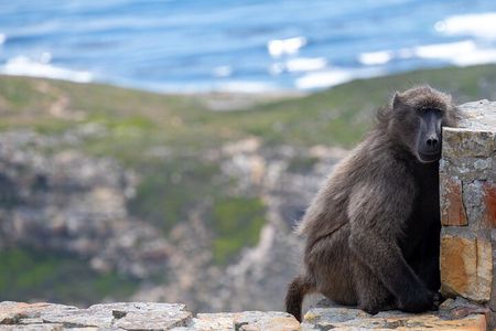 Private Full day Cape Peninsula, Penguins Tour (Customized tour)