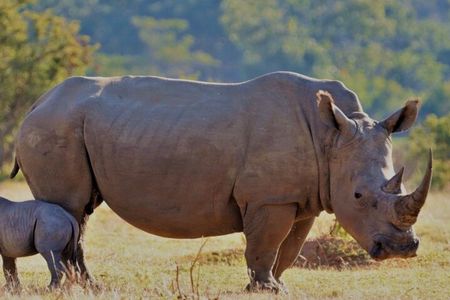 Cape Town Full Day Aquila reserve safari