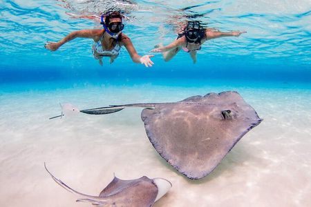 Stingray City & Two Reef Snorkeling Adventure in Grand Cayman