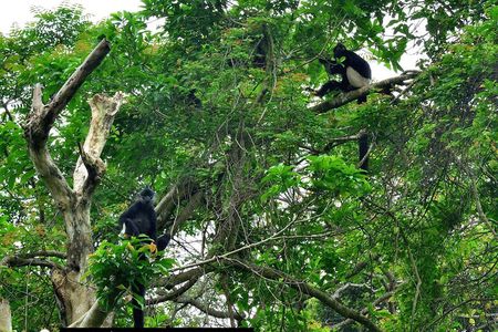 Ninh Binh: Cuc Phuong Natonal Park, Jungle Hike,Wildlife Day Trip