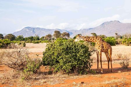 3 Days Private Safari to Tsavo West and East Park from Mombasa