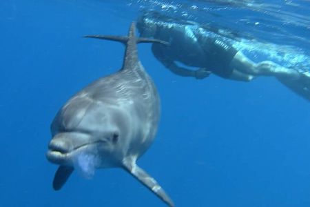 Snorkeling with the Dolphins of the Red Sea