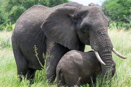 6 Day Tanzania Big 5, Big Cats and Nature Walk Safari