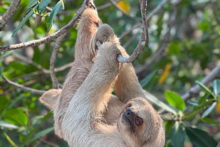 Roatan Monkey and Sloth Park & Private Island Tour 