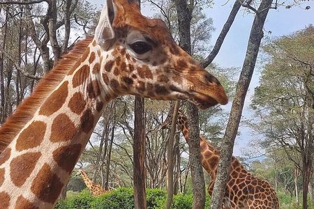 Giraffe Center Karen Blixen Beads Center and Bomas of Kenya 