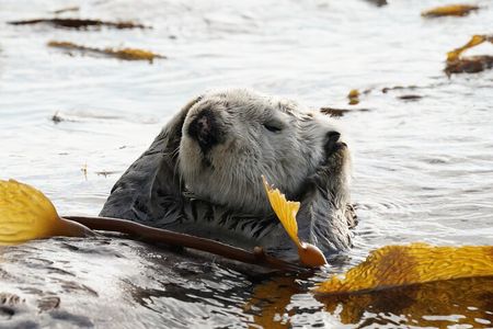 Sitka Premier Whale Watching and Wildlife Tour