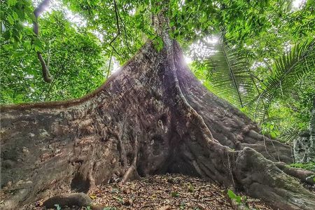 Cuc Phuong National Park Tour With Van Long Wetlands Cruise