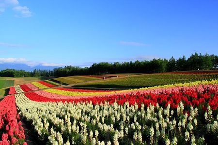 Hokkaido Furano and Biei Private Day Tour（Depart from Sapporo）