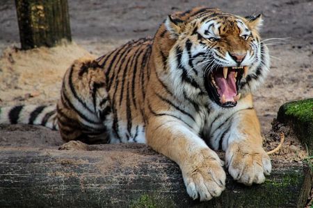 Five Days Golden Triangle Tour with Ranthambore Safari from Delhi