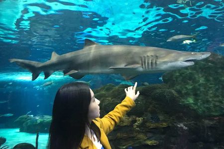 3 Day and 2 Night Tour: Toronto, 1000 Islands, and Niagara Falls