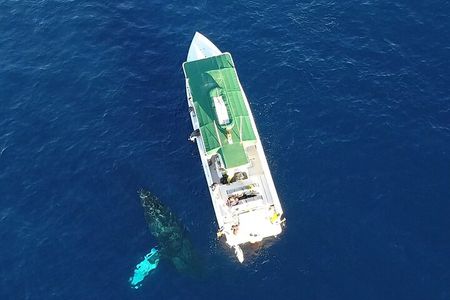 Private Charter Humpback Whale Watching & Dolphin Search 
