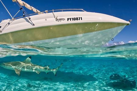 Crazy sea horse Bora Bora jet boat sensations and snorkeling 