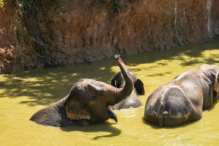 Elephant Nature Experience with Lunch at Bukit Elephant Park