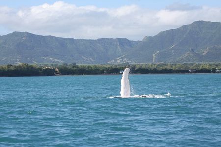 Dolphins and whale encounter on the West Coast of Mauritius