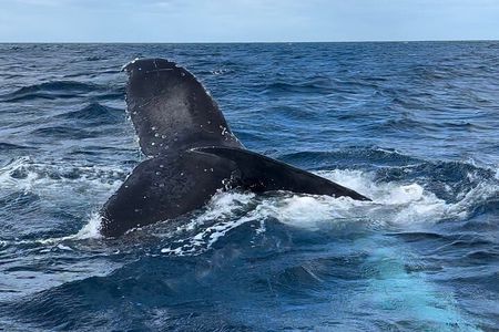 Noosa Whale Watching Cruise – Humpback Whale Adventure