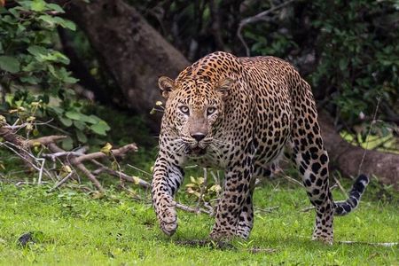 Wilpattu National Park | Private Safari