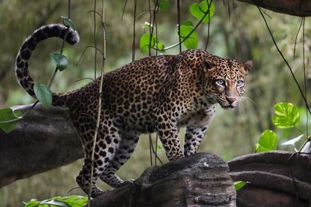 Wilpattu National Park | Half Day Safari Tour