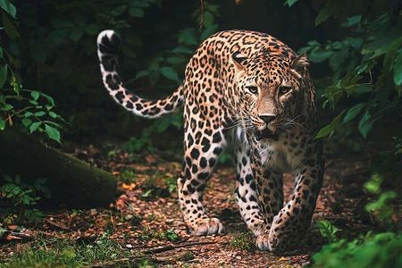 Wilpattu National Park Safari From| Anuradhapura | Negombo
